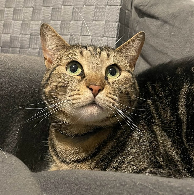 Maya - Chatte tigrée