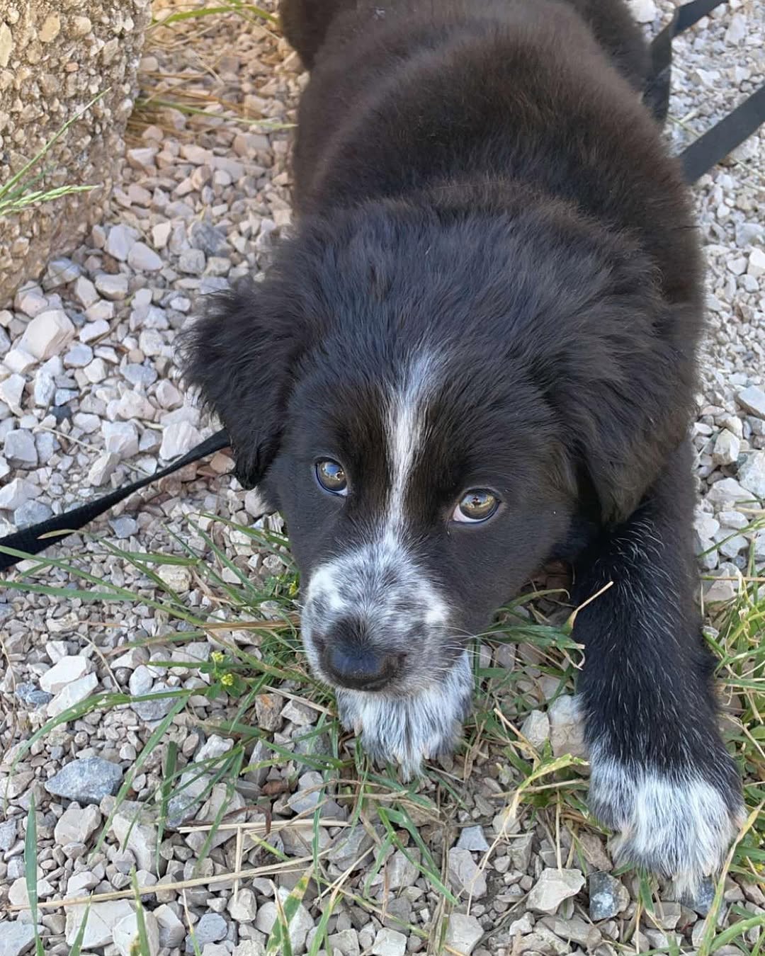 Tchelsy - Border Collie
