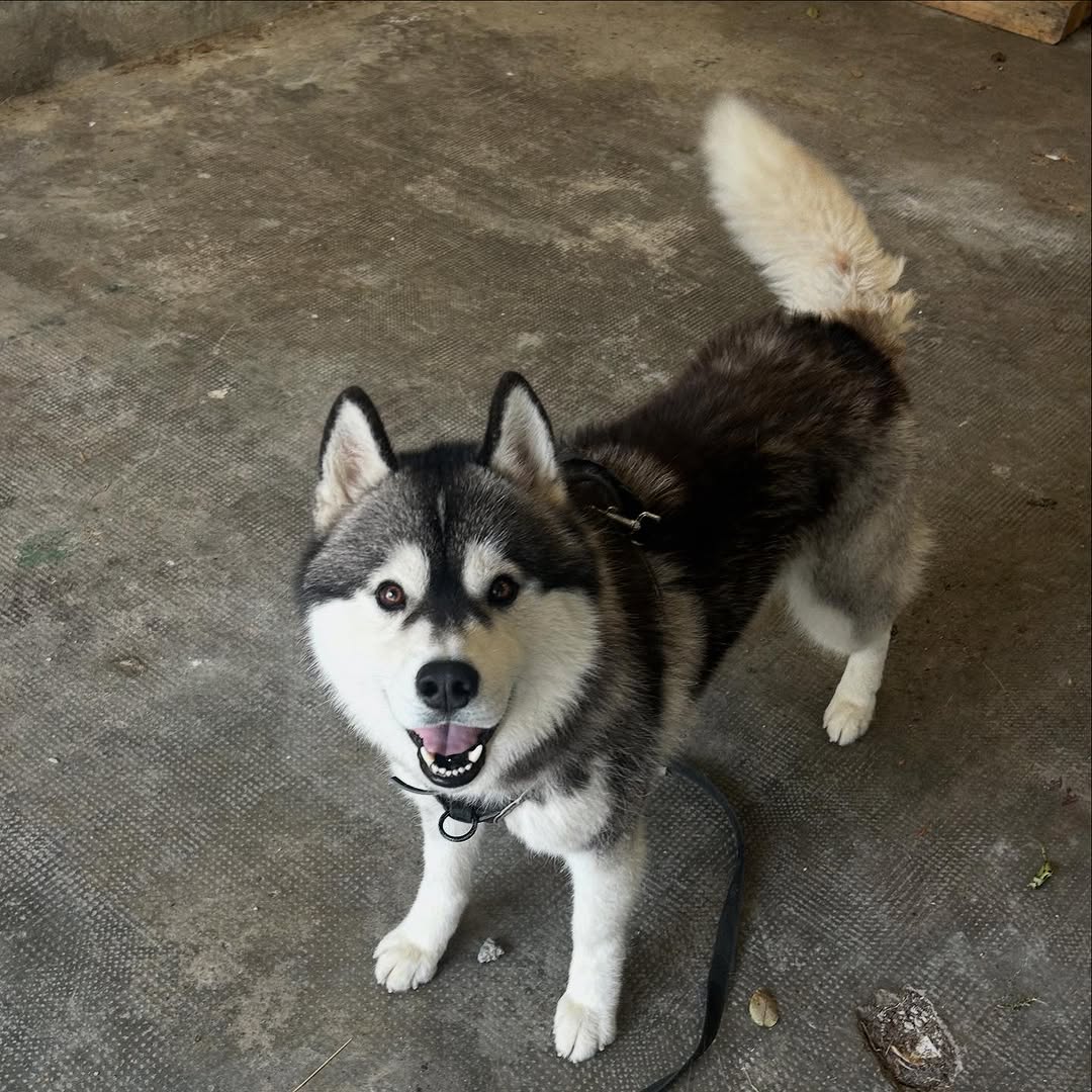 Ulysse - Husky sibérien